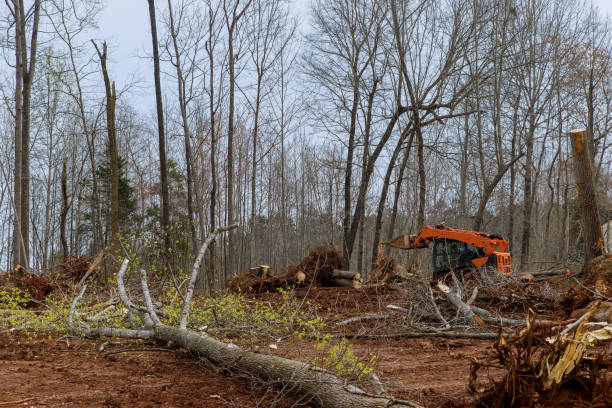 Best Tree Risk Assessment  in Pleasant Hill, MS